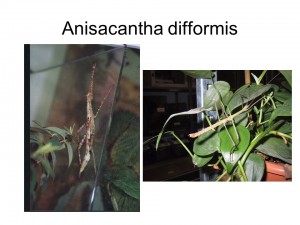 Anisacantha difformis